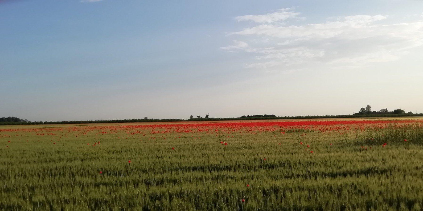 EU Progress Possible When Sound Science Used to Grow More Food