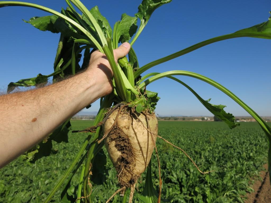 Biotech Sugar Beets Environmental Impact Statement