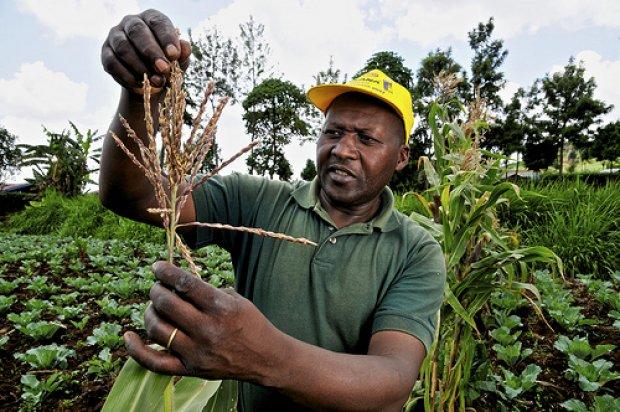 Kenya to start GM maize testing, trade and zika still at forefront in US - news for week of Aug 15