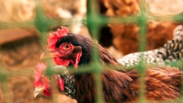 Mexican Poultry Meat Exports to the U.S.