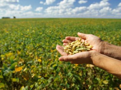 China finally gives approval to a few more GM crops