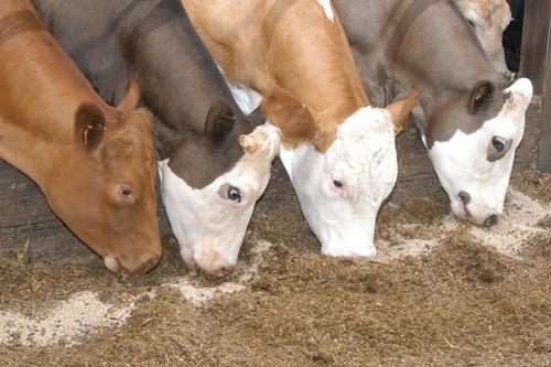 Video: "Antibiotics in beef" at The Feeding Tube