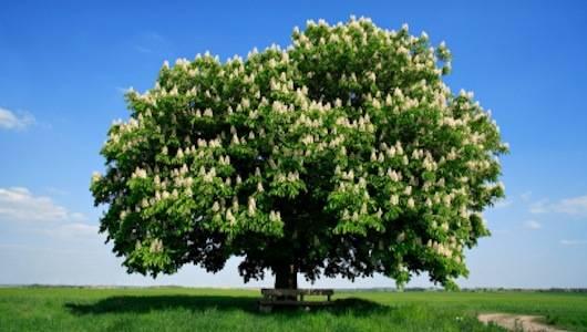 Innovative Greening of America