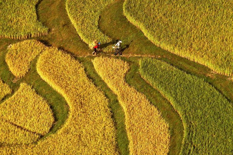 Will China Reshape Global Agricultural Trade Again?
