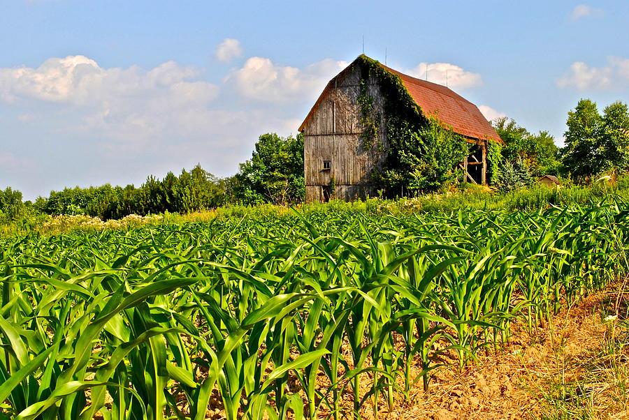 World Corn Trade