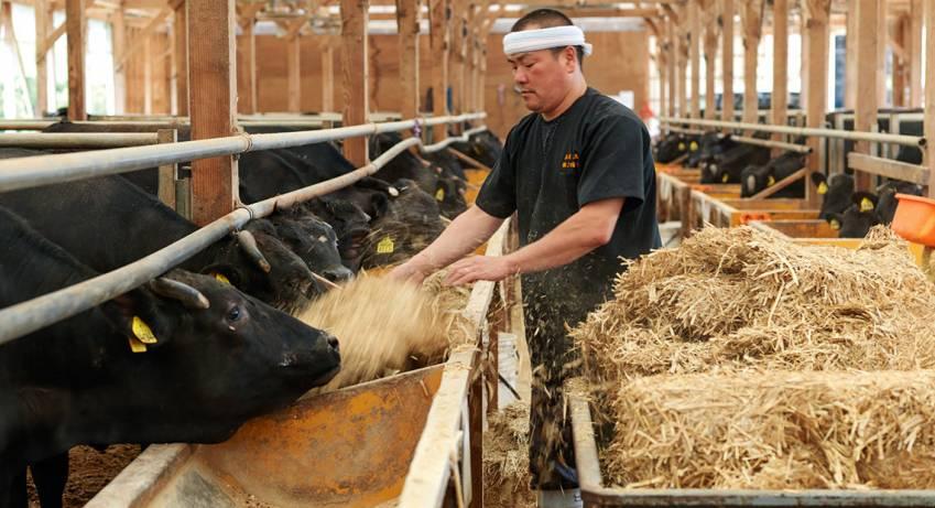 Increased U.S. Access to Japanese Beef Market