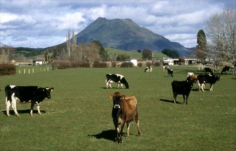 New Zealand Dairy and the Trans-Pacific Partnership Trade Agreement