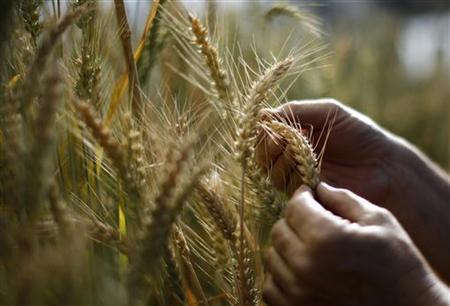UK to relax rules on gene-edited crops