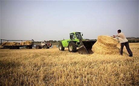 Another Uncertain Wheat Marketing Year