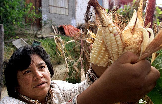 Mexican Progress on Biotech Crops