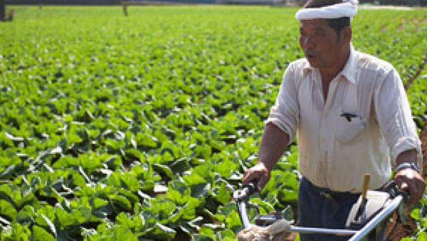 Japanese Agricultural Policies and the Trans-Pacific Partnership Talks