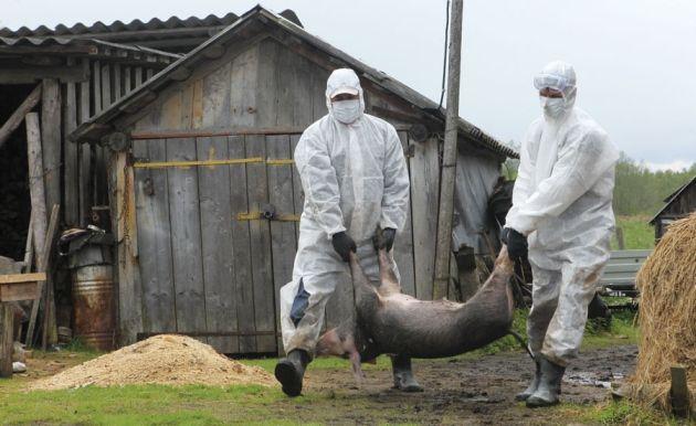 Africa Swine Fever in Russia and Pork Imports