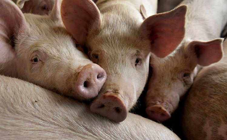 Report Analyzes Chinese Pork Production and Imports