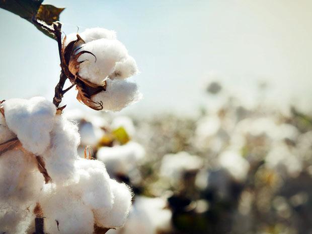Lessons from India’s Cotton Export Halt