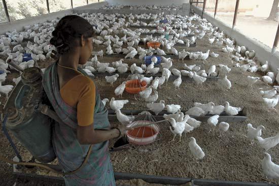 U.S. Asks India for Consultation on Poultry Imports