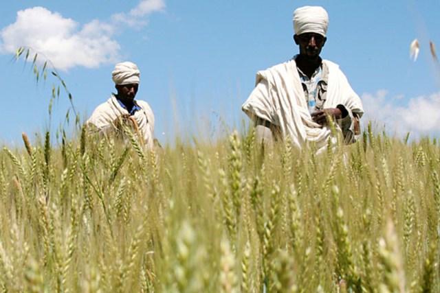 Rebuild the African Breadbasket with the Power of Fertilizer and Promise of Biotechnology