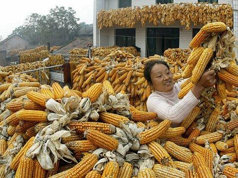 Integrating China Into the Global Corn Market