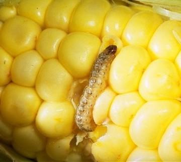 Keeping the Sweet Corn Sweet
