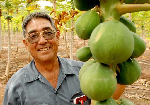 Hawaii’s Biotech Papayas Hold a Lesson for America