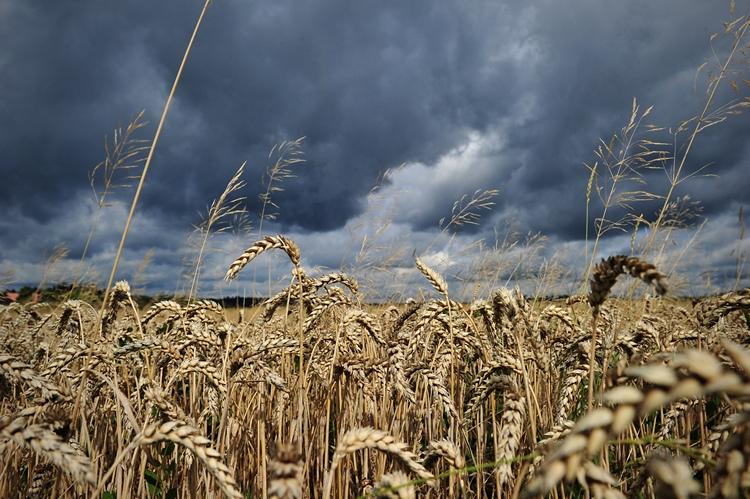 Wheat, Weather and Trade Policy