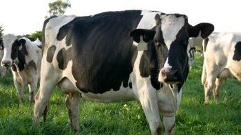 Dairy Farm Sustainability Through Technological Innovation