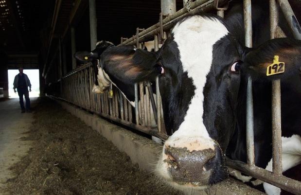 Canadian Dairy and Poultry and the Trans-Pacific Partnership