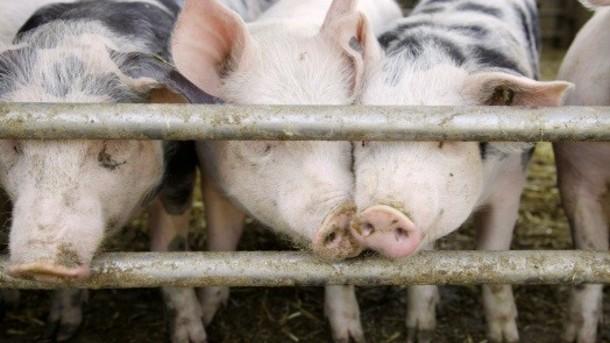 Canadian Hog Subsidies and the Trans-Pacific Partnership Talks