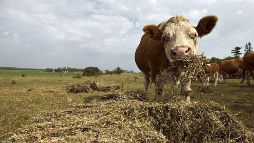 Drought in the U.S. and Meat Exports