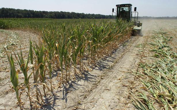 The Global Corn Market and the U.S. Drought