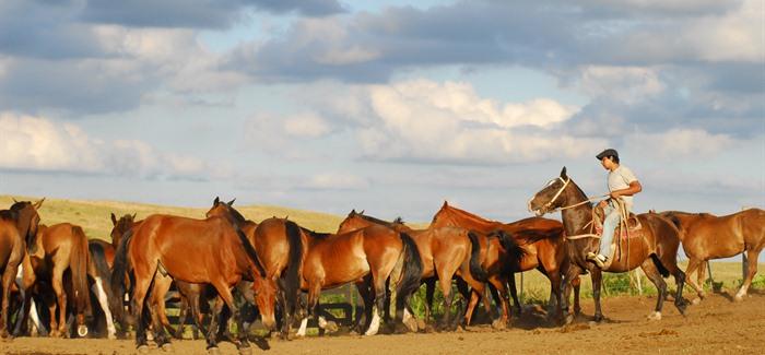 Argentine Trade Issues on Beef and Lemons