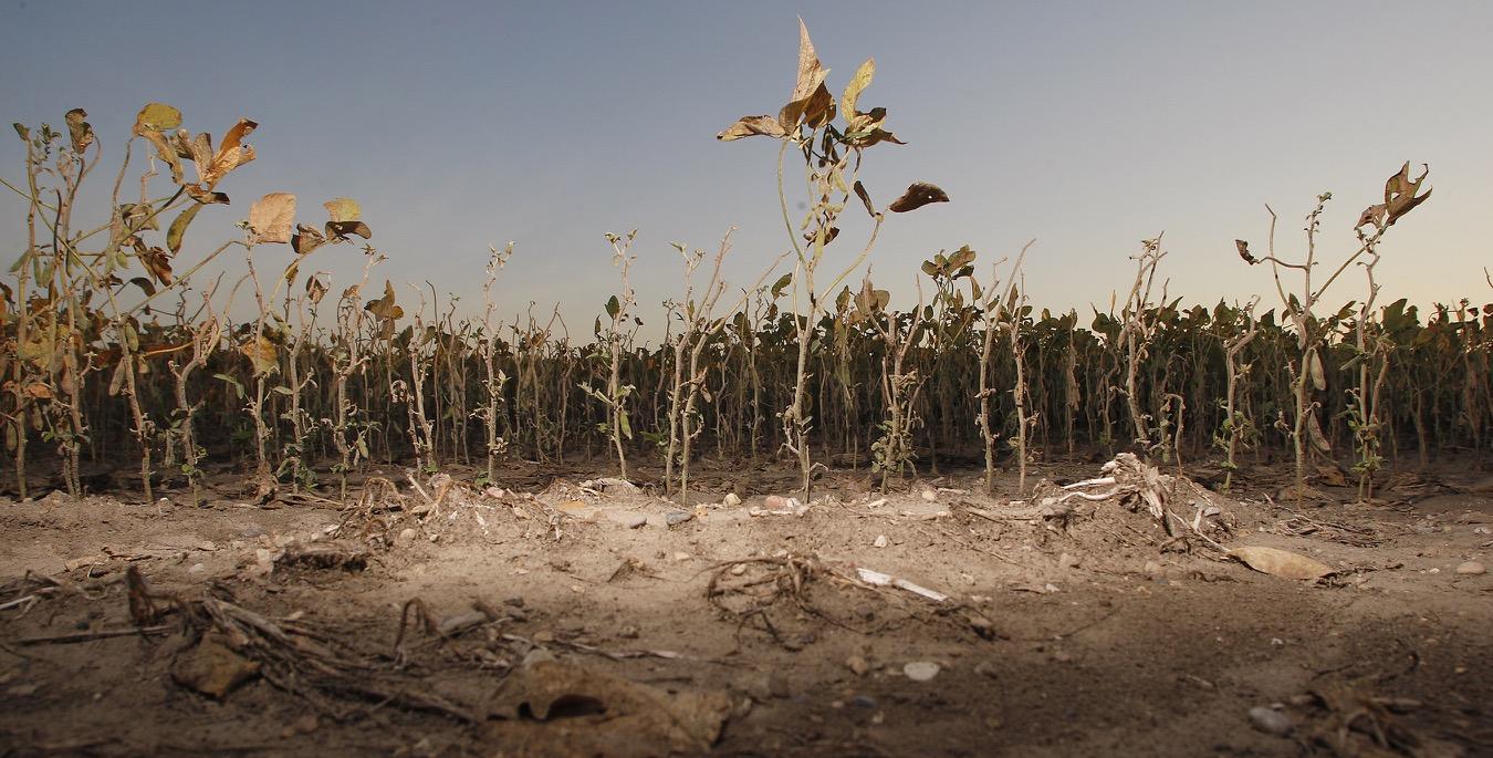 The Global Soybean Market and the U.S. Drought