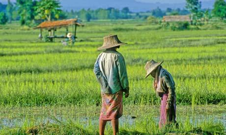 Thailand Rice Policy Stumbles
