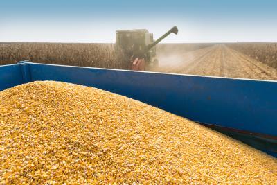 Slow Government Approval of Biotech Crops