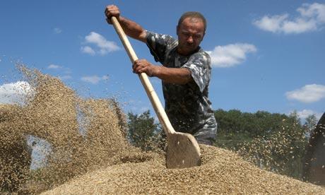 Ukraine Reconsiders Ban on Wheat Exports
