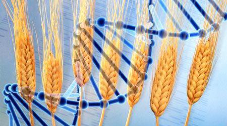 Decoding Wheat’s Genome: Separating wheat from chaff at the genetic level