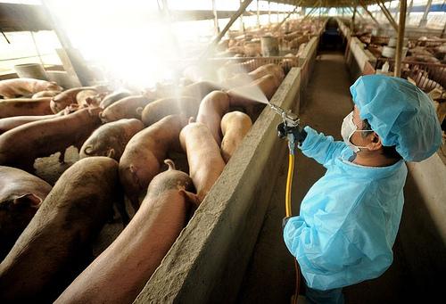 Ractopamine Residue-Free Meat as a Non-Tariff Trade Barrier