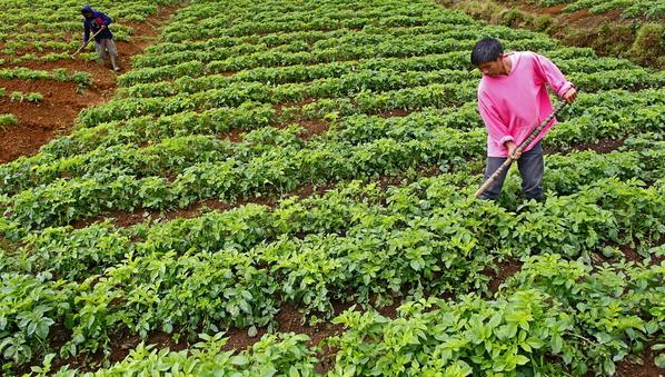 Biotech Crops Used by Limited-Resource Farmers in Developing Countries