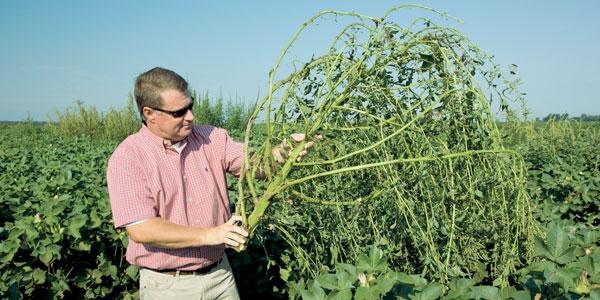 Agricultural Chess: The Age Old Battle of Farmers Against Weeds