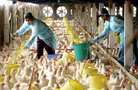 Mexico Struggles with Highly Pathogenic Avian Influenza