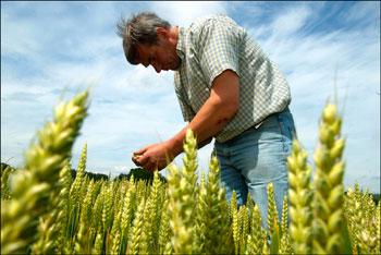 Crop Biotechnology in the Upcoming U.S.-EU Trade Talks