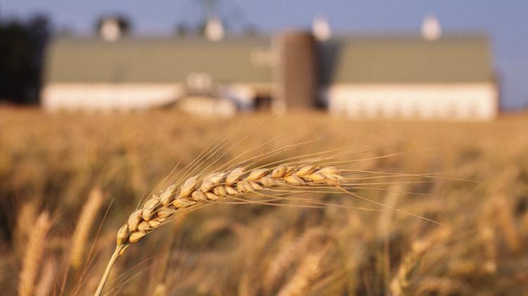 Wheat Lessons