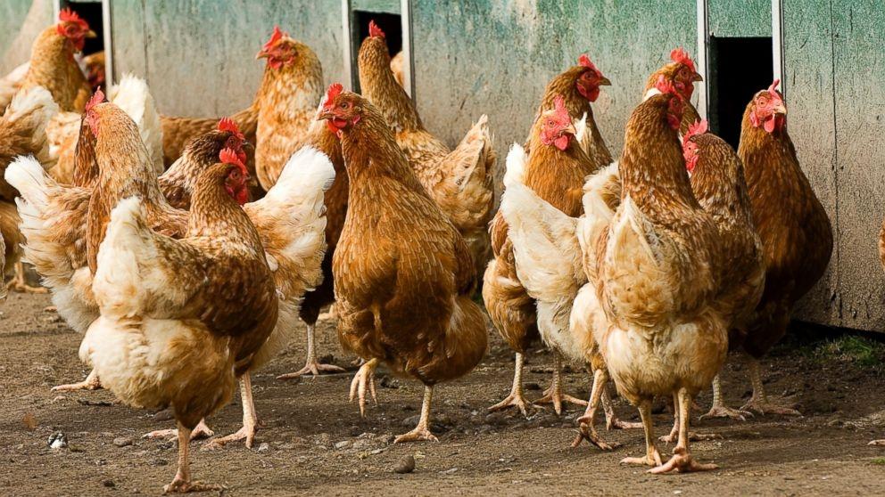 U.S. Prevails in WTO Chicken Meat Dispute with China