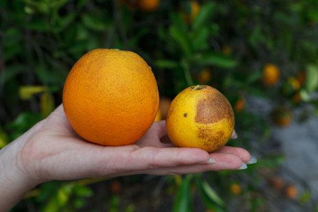 Biotechnology as a Solution to Citrus Greening