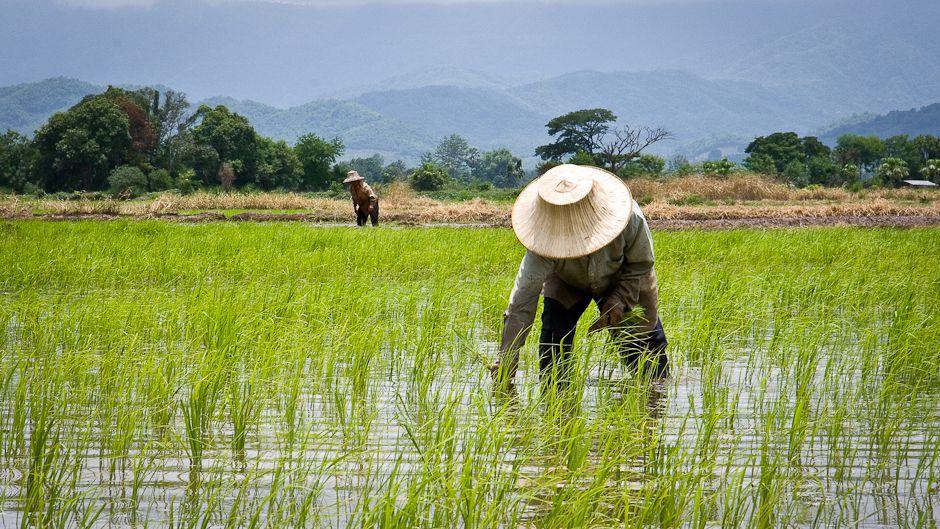 Rice Exports Driven by Pricing Policy Defaults
