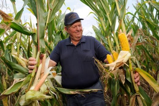Progress in Developing Drought Tolerant Corn