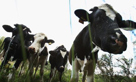 New U.S. BSE Rule Conforms with International Standards