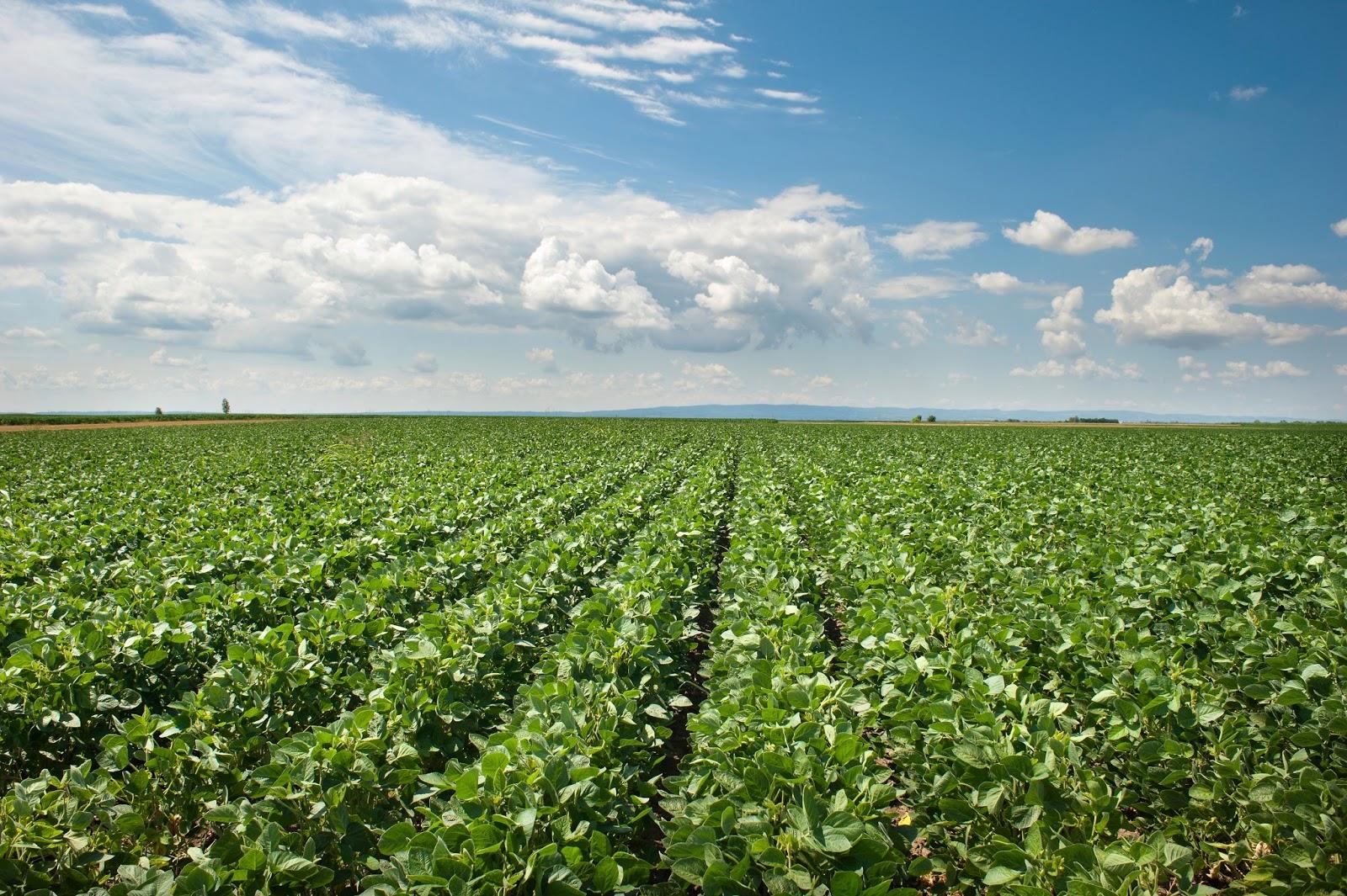 Biotech Crops in the United States