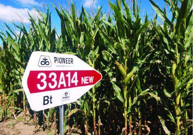 DuPont Pioneer Seed Corn Clears EU Regulatory Hurdles, But…