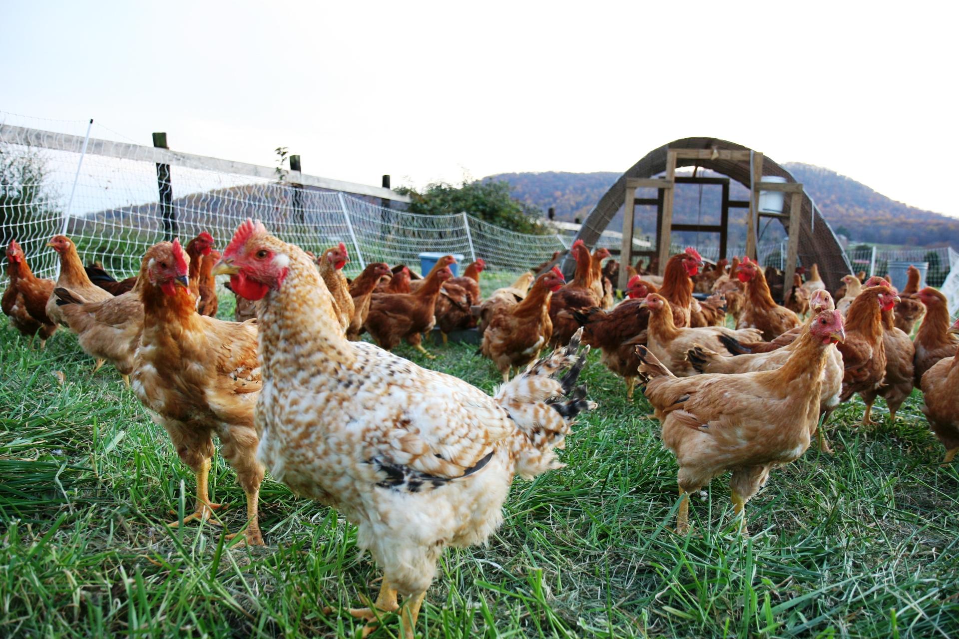 An Acceptable Pathogen Reduction Treatment for the EU Poultry Market