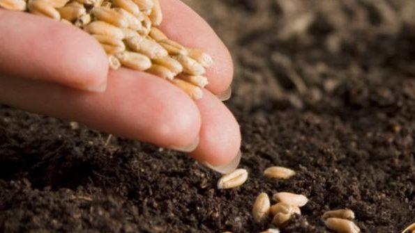 Planting the Four Billionth Acre of Biotech Crops in the World